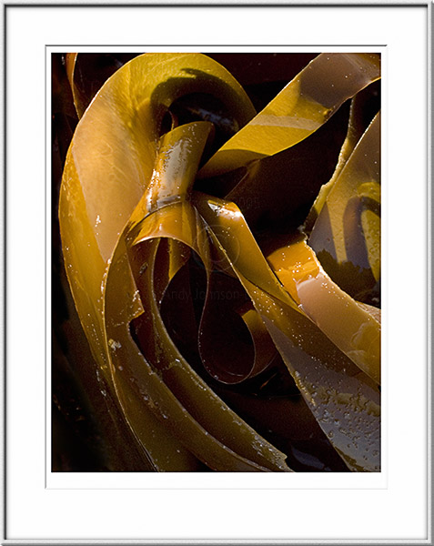 Image ID: 100-153-8 : Winter Dawn Kelp 